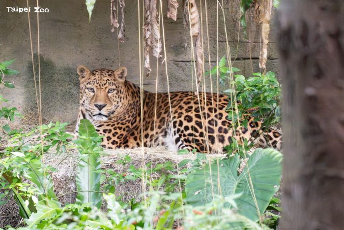 守護雨林18年！臺北動物園花豹「花郎」溫柔道別，留下滿滿回憶與生命教育